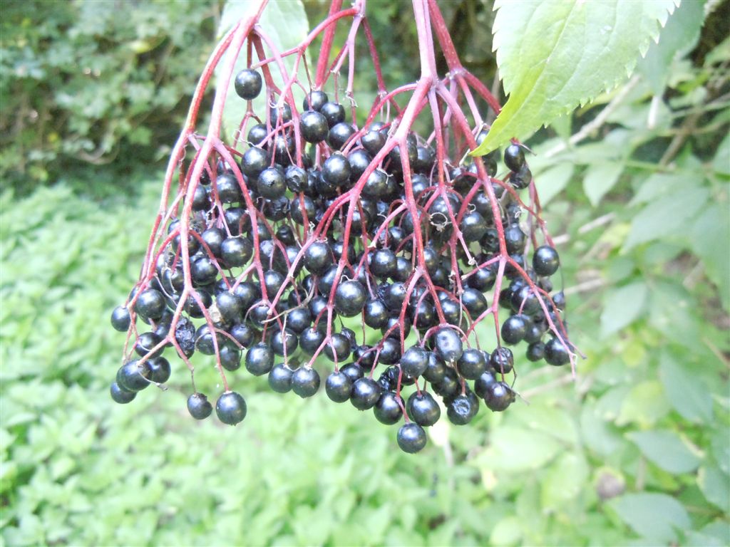 Sambucus nigra